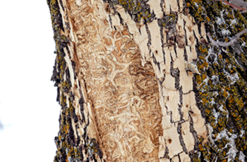 Closeup of the bark of a tree infested with Emerald Ash Borer