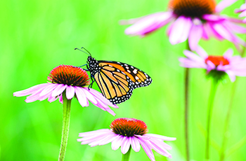 Butterfly resting on a flower