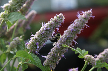 Closeup of a flowering plant with a bee on it