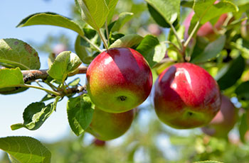 Cortland Apple