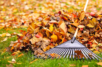 Photo of leaves in a pile with a rake