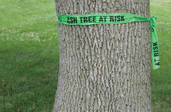 Photo of tree with green ribbon that says 