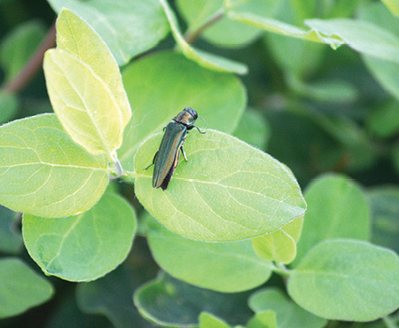 Photo of Emerald Ash Borer on leaf