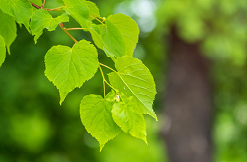 image of green leaves hanging from tree