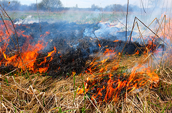 Stock image of a prescribed burn