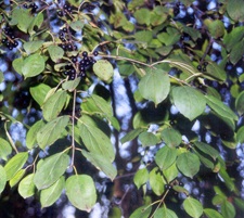 Buckthorn