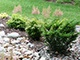 Build a rain garden