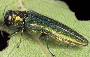 Emerald Ash Borer Beetle