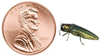 Emerald Ash Borer Beetle Size