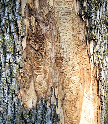 Emerald Ash Borer Tree