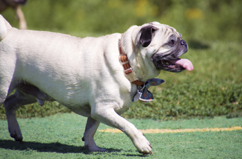 Pug running at a dog park