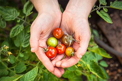 Plymouth Community Garden cherry tomatoes