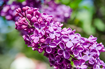 Plymouth Tree and Shrub Sale - Yankee Doodle Lilac