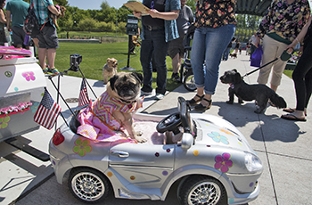 Bark in the Park event in Plymouth