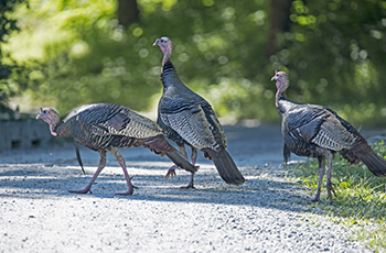 Wild turkeys