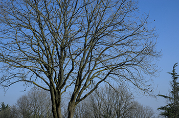 Tree trimming