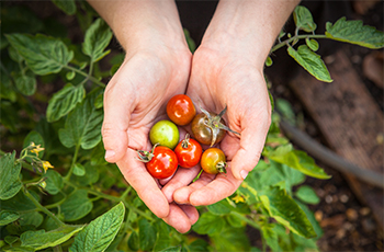 Cherry tomatoes - Community Garden in Plymouth