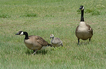 Canadian Geese