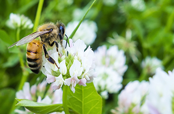 Bee on Dutch White Clover