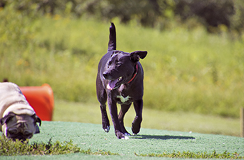 Dog park in Plymouth