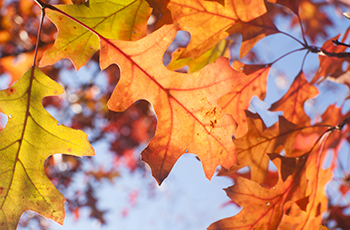 Red oak available through the Plymouth tree and shrub sale