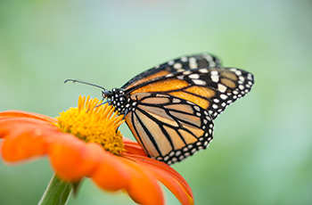 Monarch butterfly landing on flower