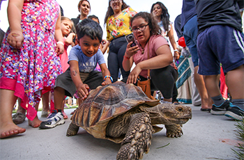 Naturalist Visit featuring a large turtle in Plymouth