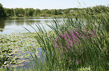 Wetland buffer with purple loostrife in Plymouth