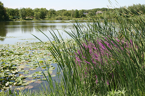 Wetland buffer with purple loostrife in Plymouth