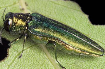 Emerald Ash Borer on an ash tree leaf