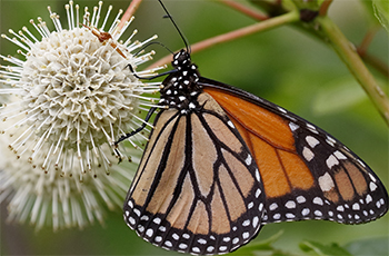 Monarch butterfly landing on the flower of a fiber optics buttonbush plant