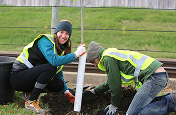 Tree steward volunteers planting trees