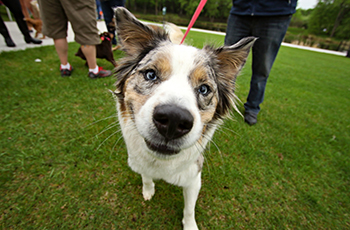 Bark in the Park