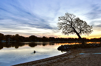 Iconic tree over Medicine Lake in Plymouth