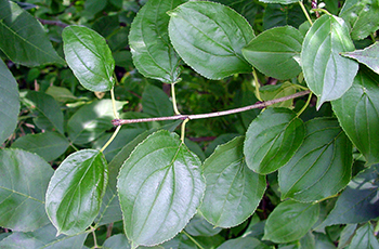 Buckthorn Leaves