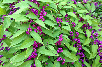 Issai Beautyberry featured in Plymouth's tree and shrub sale