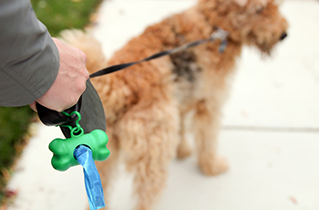 Taking the dog for a walk on a leash with dog waste bags