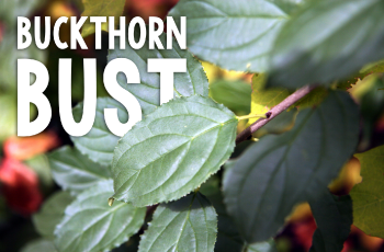 Image of buckthorn