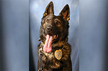 Plymouth Police Department K9 Rico