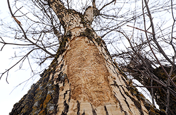 Ash tree in Plymouth with Emerald Ash Borer