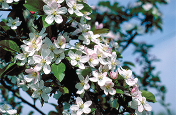 Harvest Gold Crabapple featured in Plymouth Tree and Shrub Sale