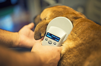 Person using a scanner to check a dog for a microchip